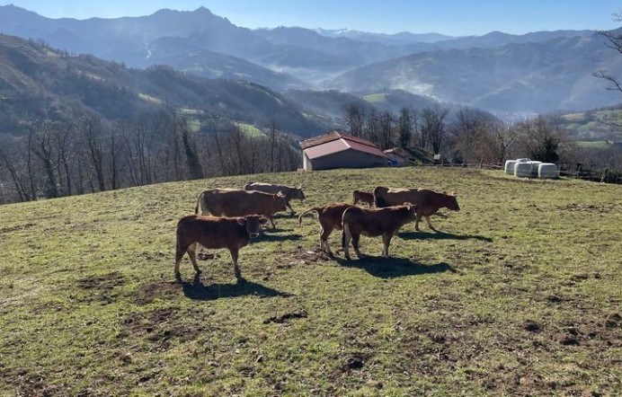 El Gobierno de Asturias aprueba ayudas directas por más de un millón para 506 ganaderías afectadas por la enfermedad hemorrágica epizoótica - Asturias