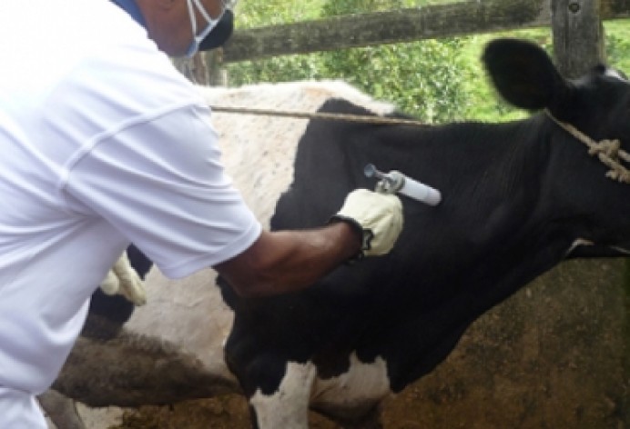 Campaña de saneamiento Ganadero - Concejo de Colunga