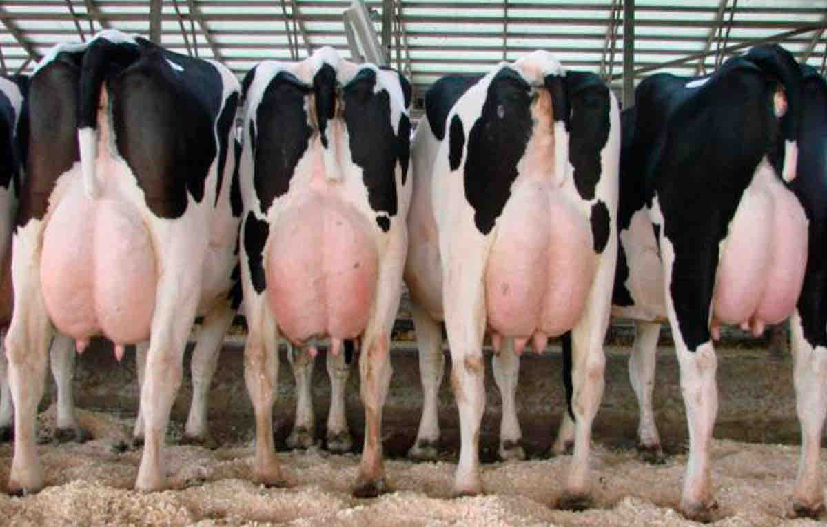 El Gobierno de Asturias abona este mes 32,3 millones correspondiente a las ayudas de la PAC a agricultores y ganaderos - Asturias