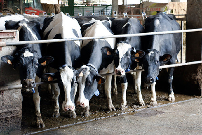 Producir leche para perder dinero - Economía y Empleo