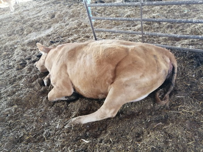 USAGA exige a la Consejería un decreto-ley que compense justamente las pérdidas por la Enfermedad Hemorrágica en Asturias y pide agilidad en el cobro de las ayudas anunciadas en 2023 - Asturias