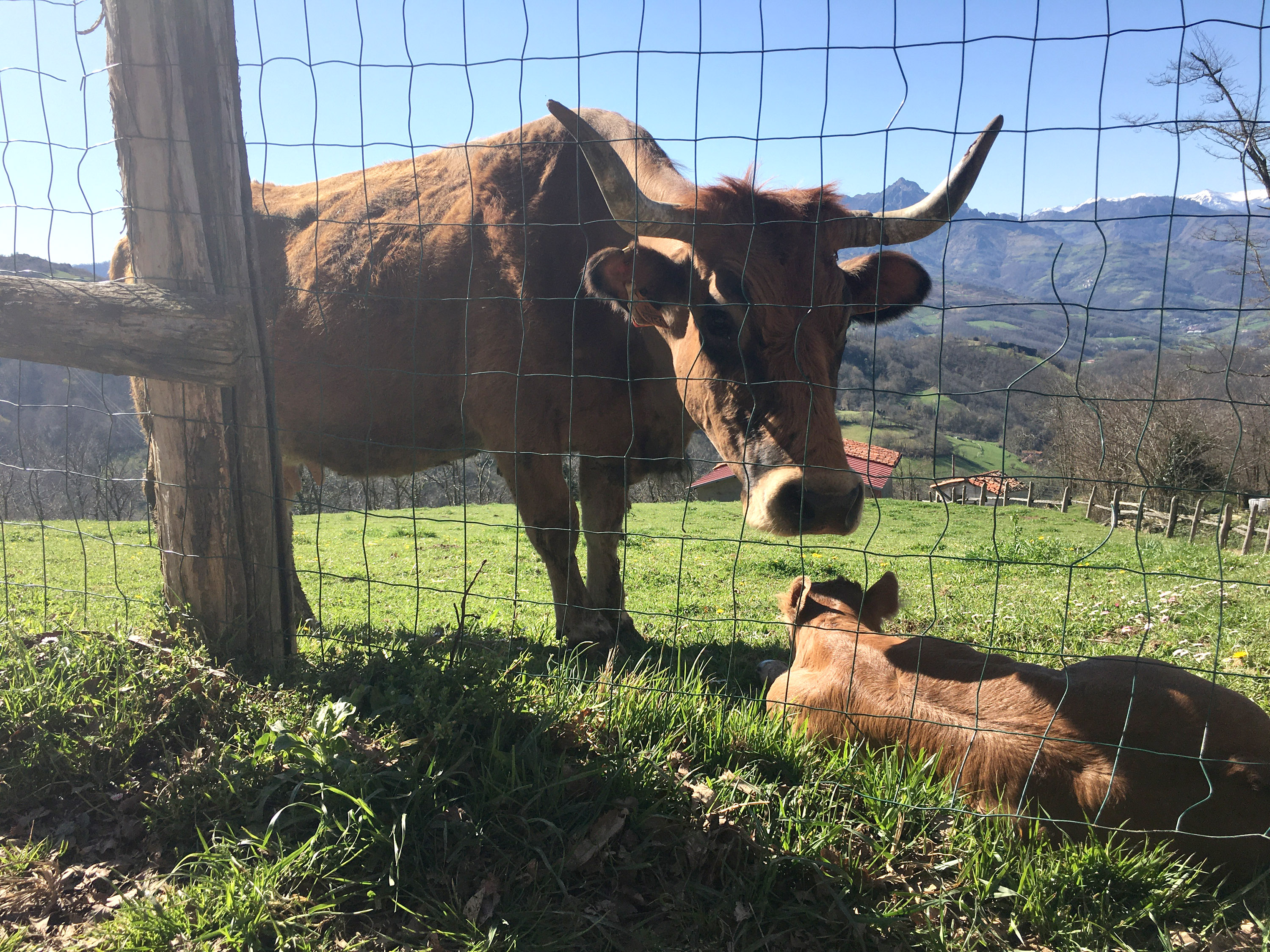 Asturias recibirá más de 10 millones para reforzar el sector agropecuario y el medio rural - Economía y Empleo