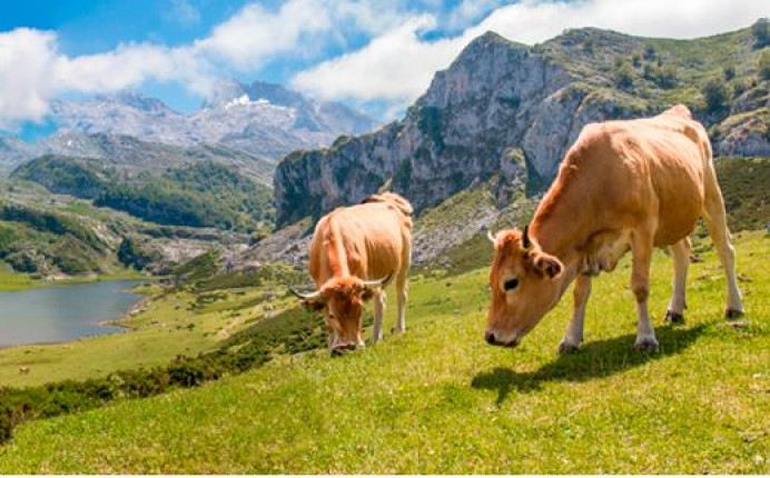 El Principado abona más de 35,6 millones en anticipos de las ayudas directas de la Política Agraria Común - Asturias