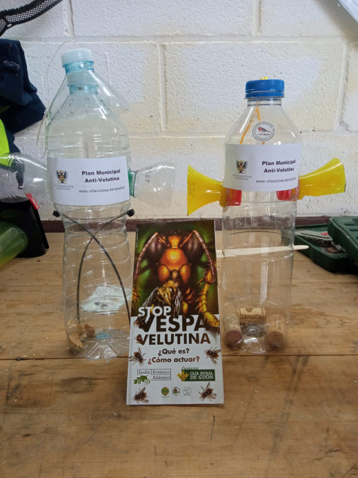 El Ayuntamiento de Villaviciosa activa el trampeo municipal contra la avispa asiática - Concejo de Villaviciosa