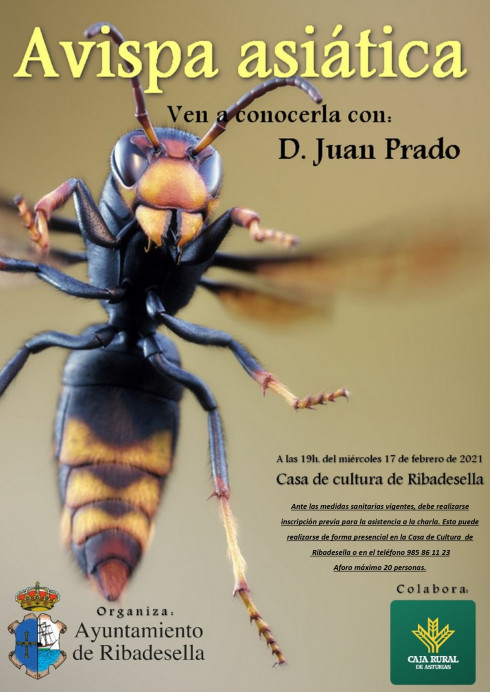 Charla sobre la avispa velutina - Concejo de Ribadesella