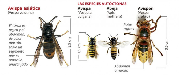 Ayto y el IES de Llanes colaboran contra la velutina - Concejo de Llanes