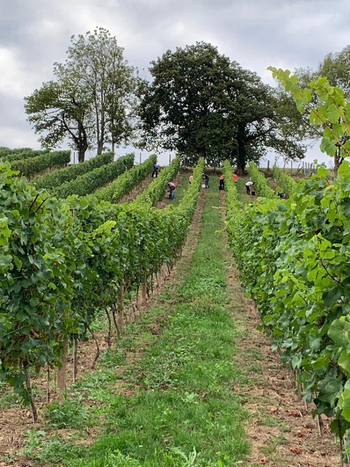 Vendimia en Parres - Concejo de Parres