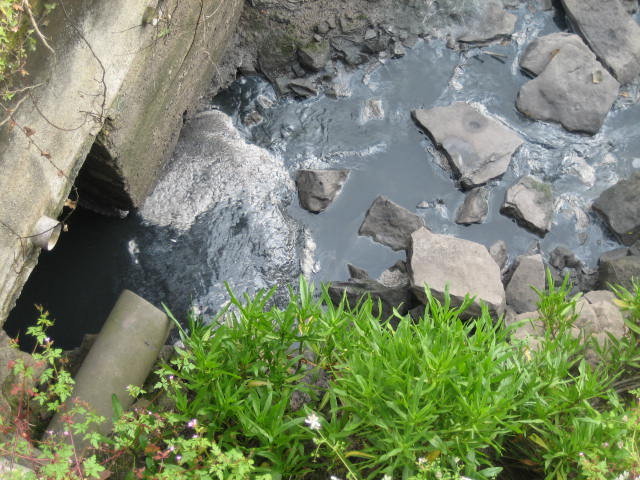 Ecologistas de Asturias: Nos preocupan los elevados niveles de nitratos presentes en la cuenca de la ría de Villaviciosa - Asturias