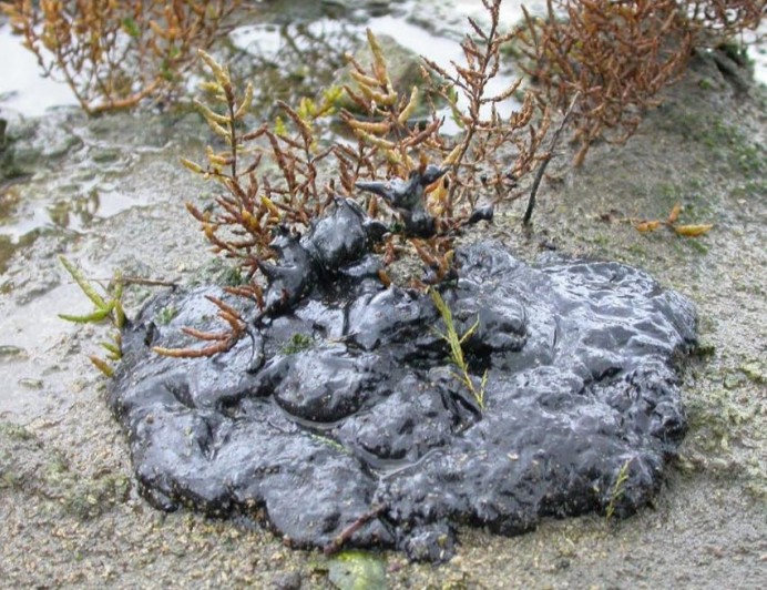 Coordinadora Ecoloxista Asturies: Esperemos que no llegue la las costas de la contaminación del buque Grande América - Ecología y Medioambiente