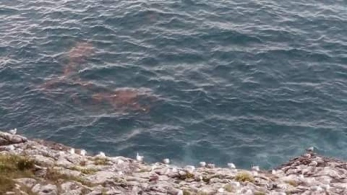 La Coordinadora Ecoloxista d'Asturies denuncia vertidos en Llanes - Concejo de Llanes