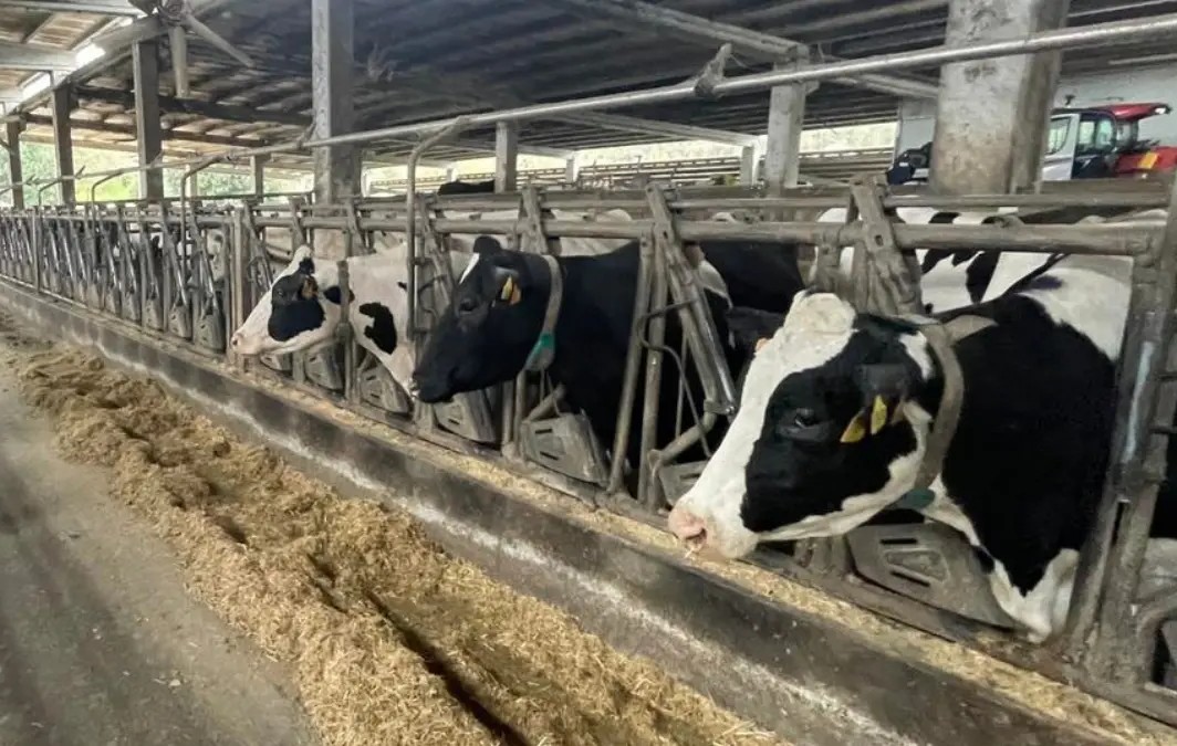 Villaviciosa amplía hasta noviembre el plazo para legalizar cuadras e instalaciones ganaderas - Concejo de Villaviciosa