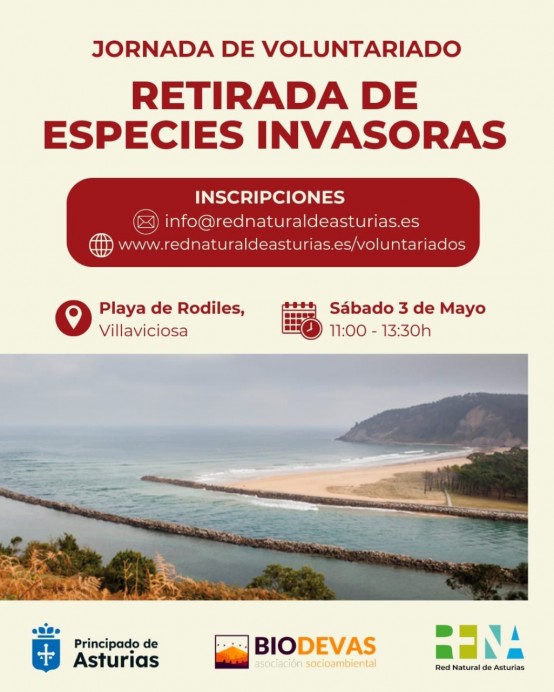 Voluntariado ambiental en Villaviciosa: jornada para retirar especies invasoras en la Playa de Rodiles - Concejo de Villaviciosa