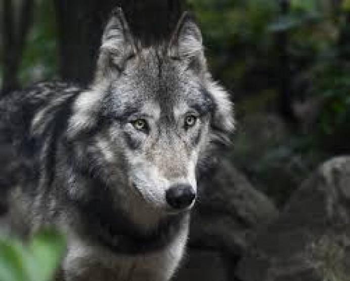 El Principado solicita, junto con Galicia, Castilla y León y Cantabria, una conferencia sectorial extraordinaria para evitar la inclusión del lobo en la lista de especies protegidas - Ecología y Medioambiente