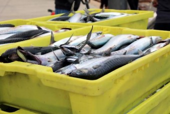 Charla sobre el reparto europeo de la cuota de la Xarda en Ribadesella a cargo de Albano Longo - Caza y Pesca