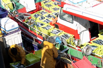 Finaliza la costera de la xarda en Asturias - Caza y Pesca