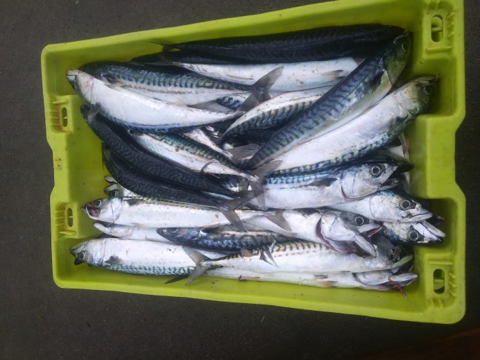 Un día de la Xarda en Llastres - Concejo de Colunga