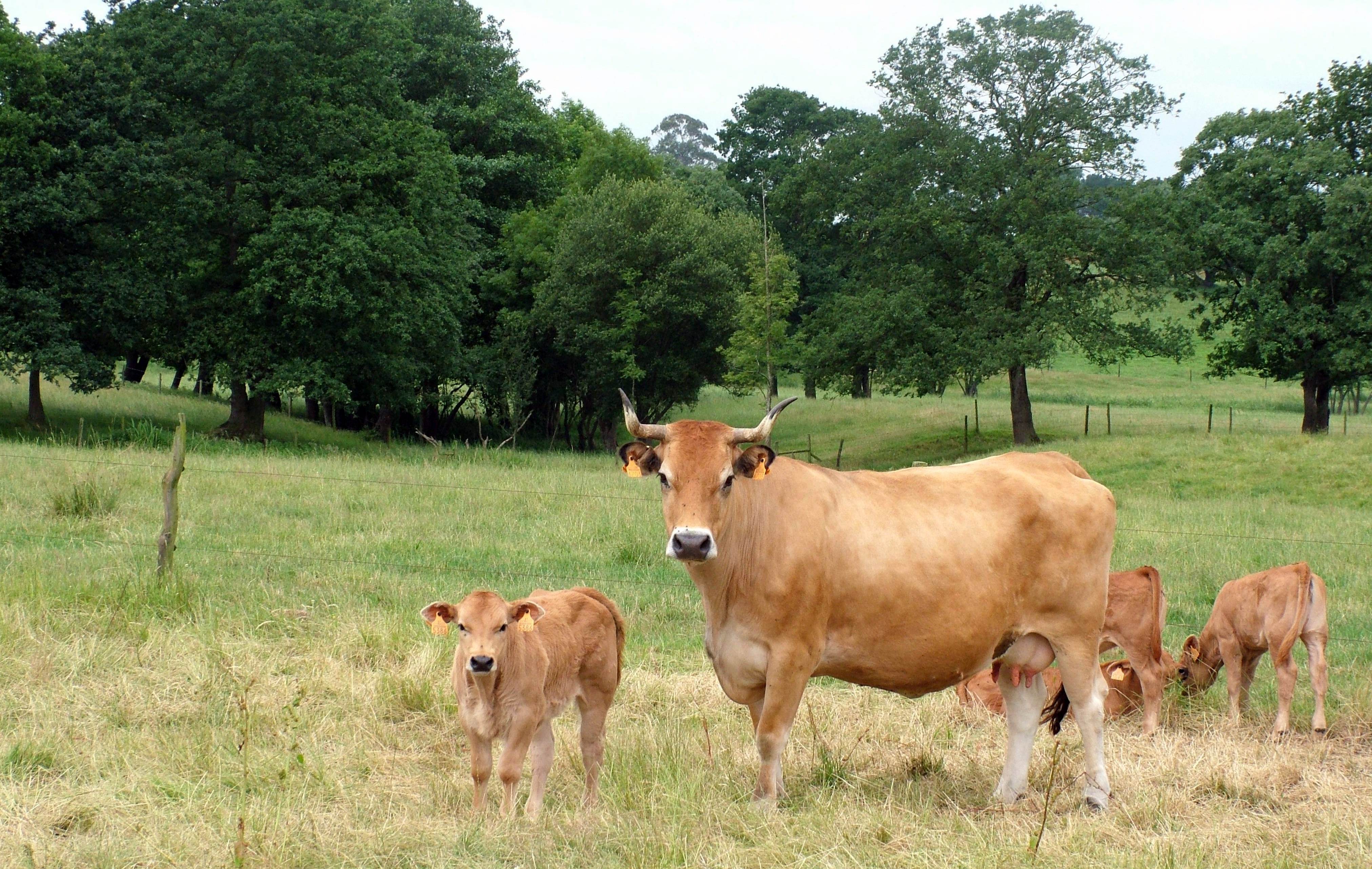 Campaña saneamiento ganadero 2020 en Colegio Don Orione, Posada - Concejo de Llanes