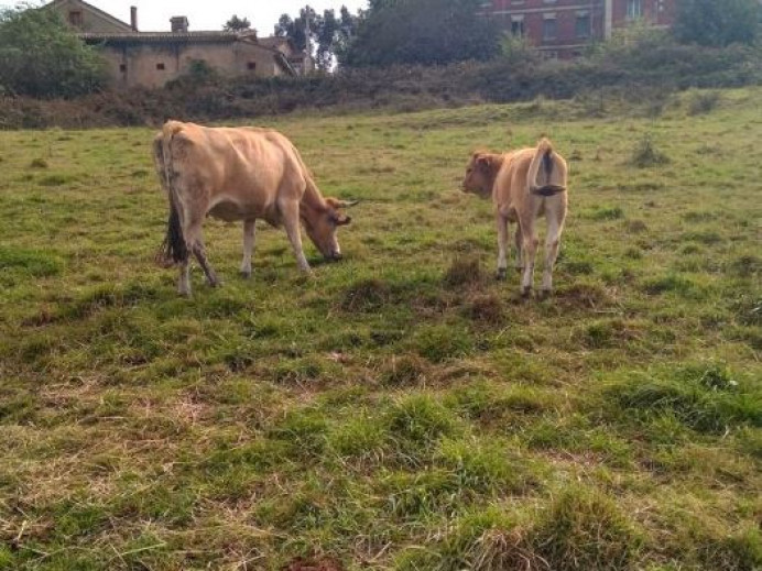 El Principado abona más de siete millones en ayudas a la ganadería de carne para compensar la subida de los costes de producción - Asturias