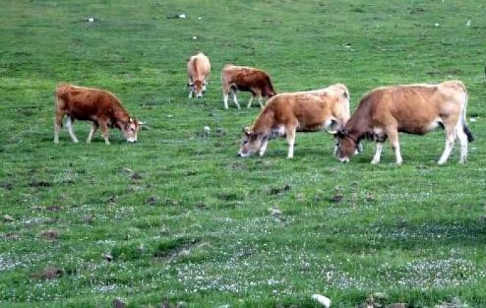 Ayuntamiento de Llanes y Junta Ganadera, licencias pastos - Concejo de Llanes