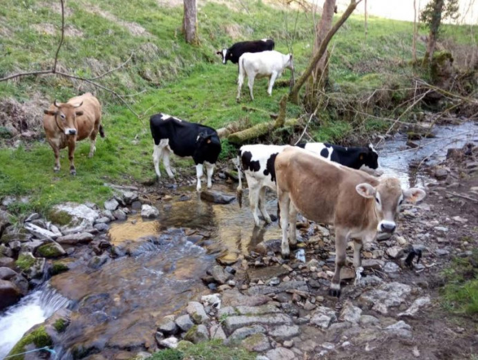 El aumento de casos de tuberculosis en la cabaña ganadera de Parres crea alarma entre los ganaderos, alerta Ciudadanos - Concejo de Parres