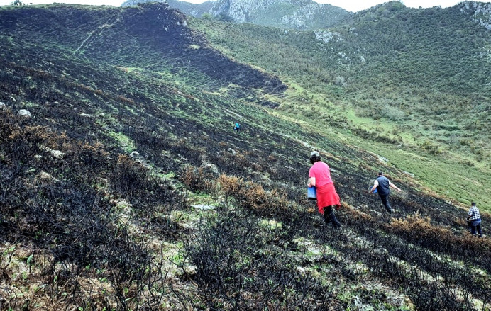 Sextaferia y Ayuntamiento recuperan zona quemada Río Nueva - Concejo de Llanes